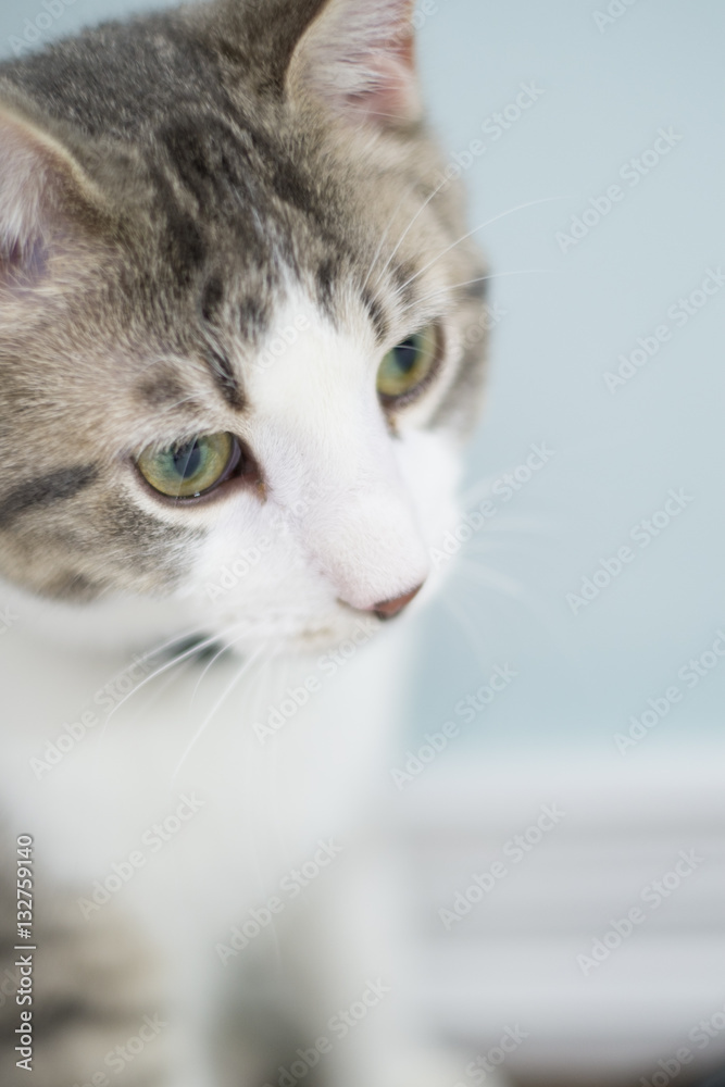 home cat