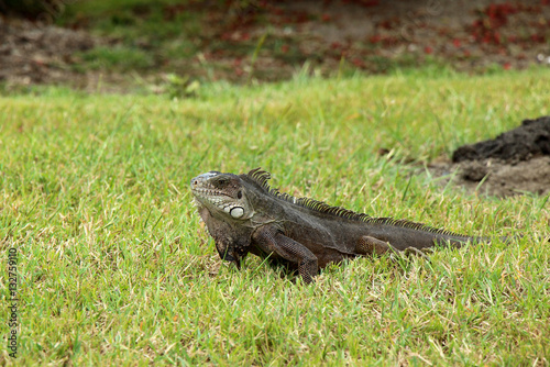 Iguana in the grass