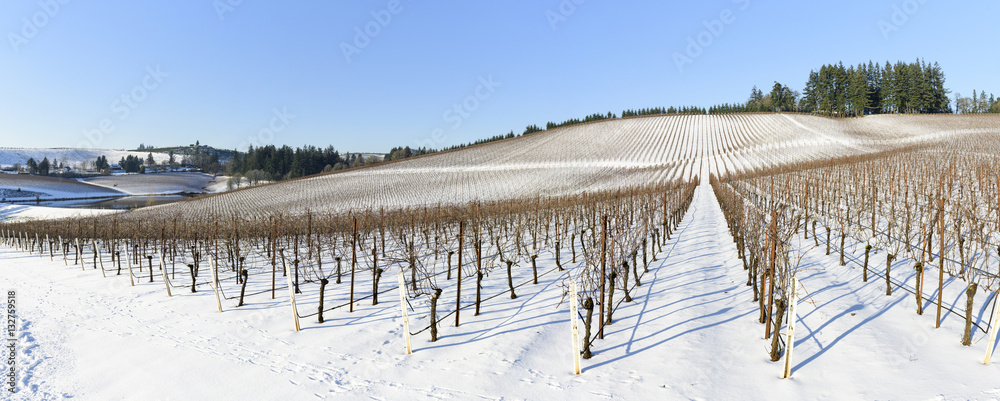 Winter Snow In the Grape Fields of Western Oregon Winter Snow In the Grape Fields of Western Oregon