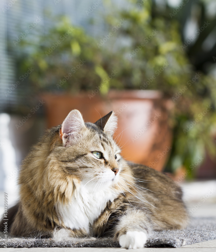 beauty female cat of siberian breed, licking in the garden, brow