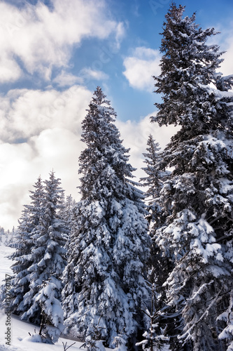 fir trees covered with snow. beautiful winter landscape