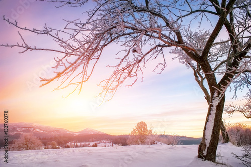 tree covered with snow and frost. winter background
