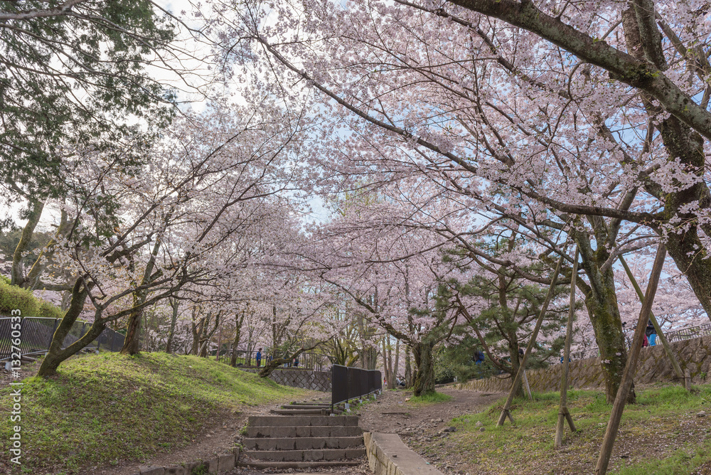 Keage incline with sakura (cherry blossoms), Kyoto, Japan. Keage incline with sakura (cherry blossoms), Kyoto, Japan.