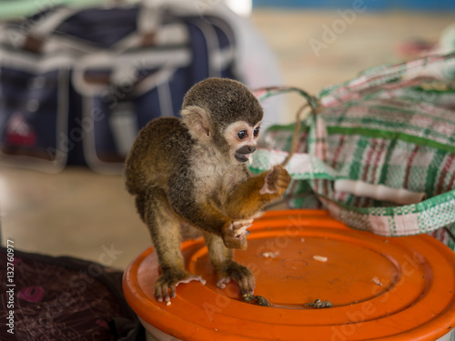 Amazon River, Peru - May 13, 2016: Samll exotic animal on the deck of cargo boat