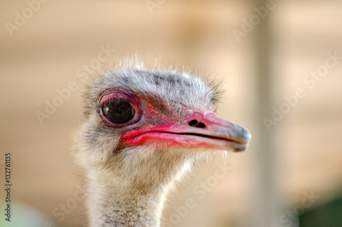 Close up front view of the Ostrich bird head with red beak