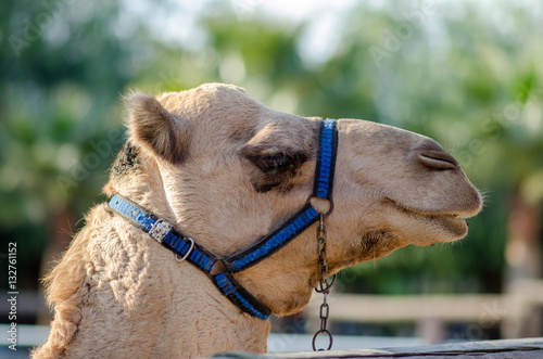 Close-up side view of a camel head with a leash in the oasis