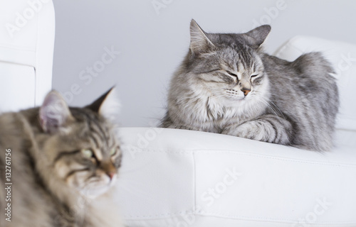Fototapeta Naklejka Na Ścianę i Meble -  cats lying on the sofa, brown and silver siberian version of sib