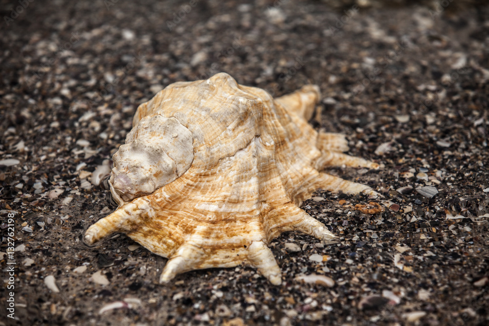 Sea shell on sand. Summer beach background