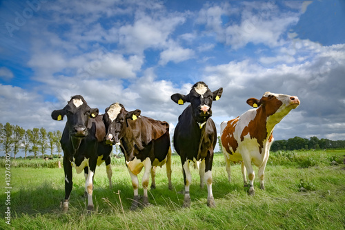 Four funny dairy cows look curious, defuse light