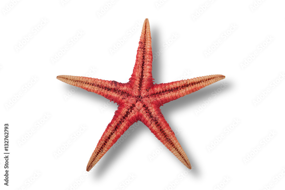 Red starfish or sea star on white background, top view Red starfish or sea star on white background, top view