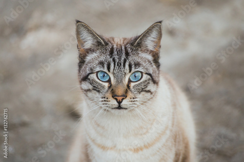 Gato con ojos azules