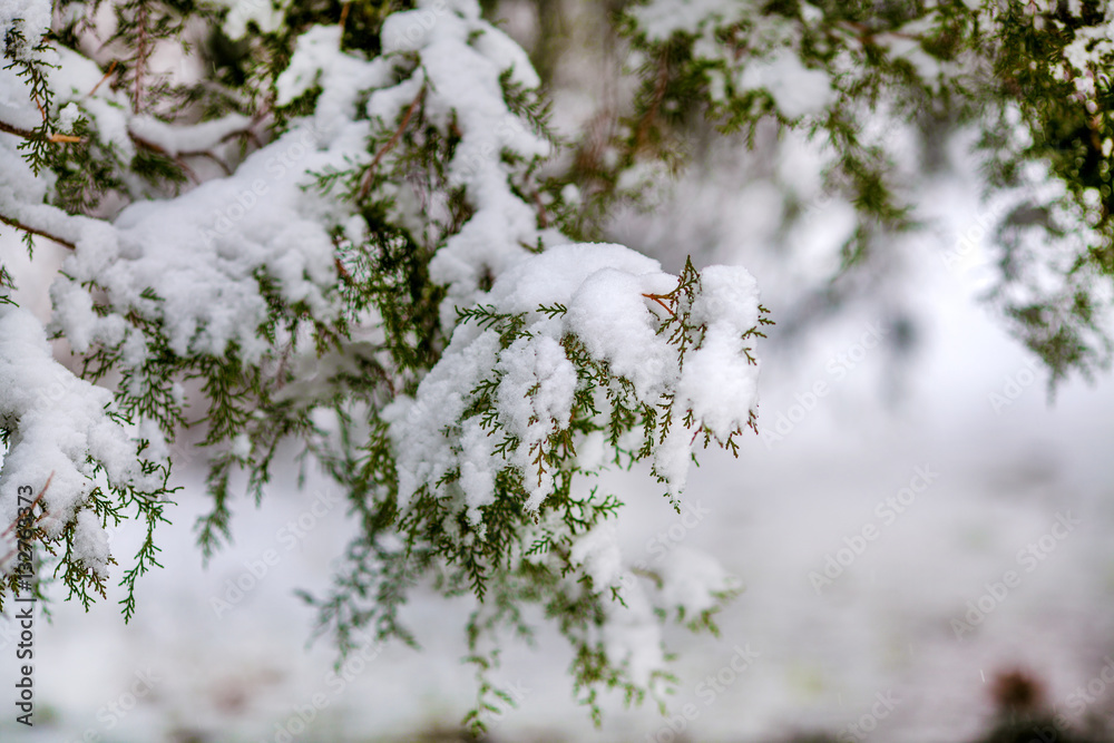 Snow-covered cypress branch