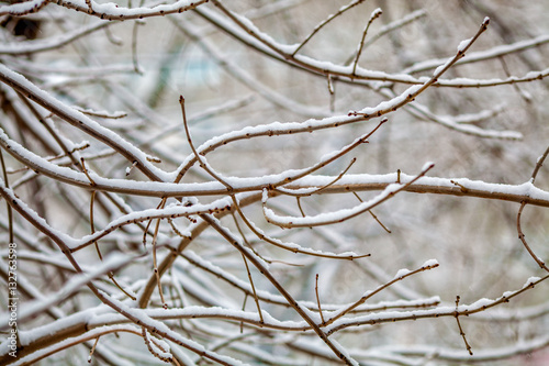 Winter time. Branches with snow