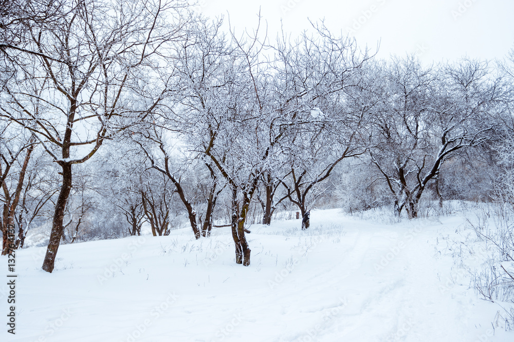 winter day in the forest. trees in the snow