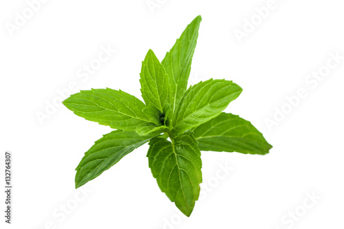 Green leaves of fresh mint isolated on white background