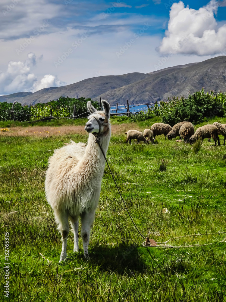 Fototapeta premium Peru Llama lake titicaca animal on a green meadow