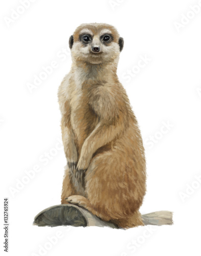 Cartoon meerkat - head - illustration for children