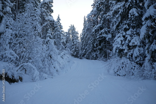 Into winter wonderland