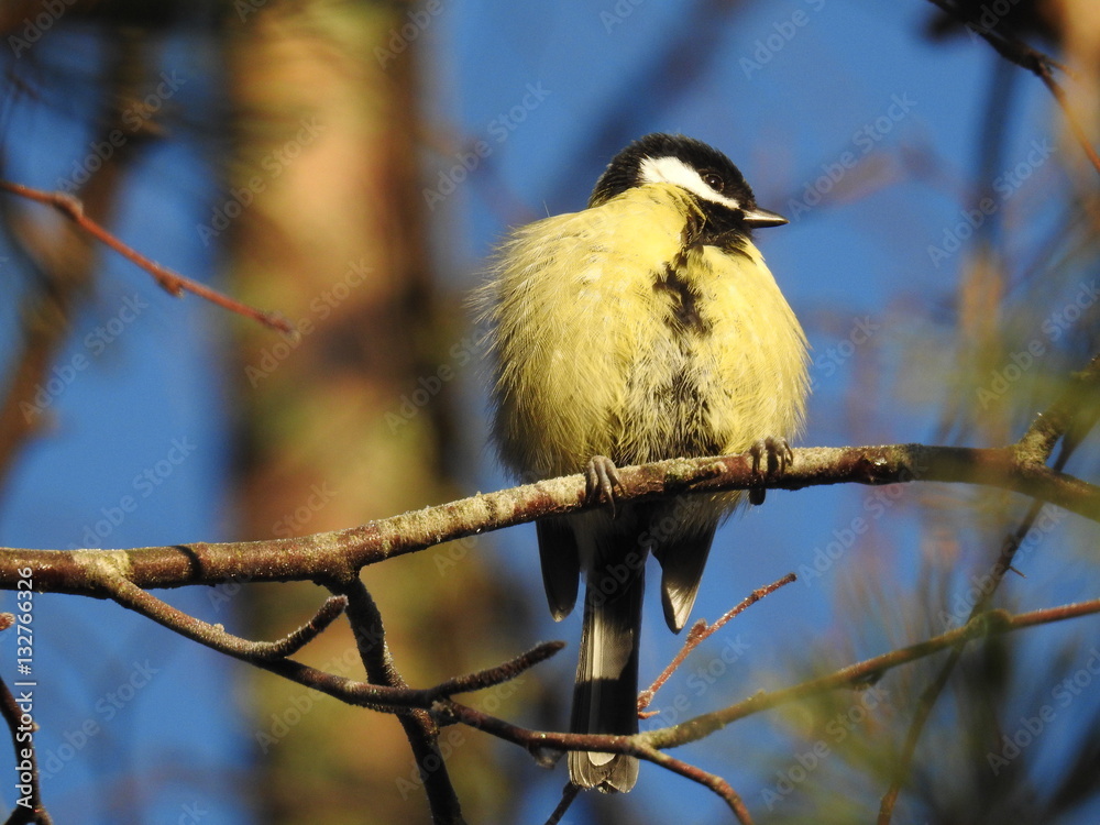 Obraz premium Great tit sitting in a tree