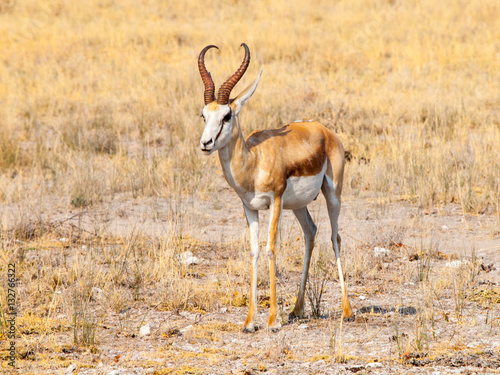 Male impala antelope, Aepyceros melampus, in grasslands of Etosha National Park, Namibia, Africa