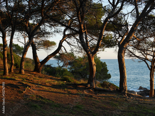 Drzewa na wybrzeżu, morze Śródziemne, Platja d'Aro, Costa Brava, Hiszpania