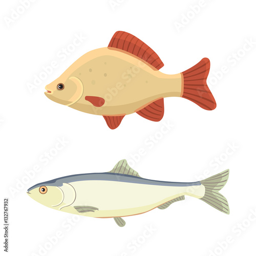 Isolated river fish. Set of freshwater sea cartoon fishes. Fauna ocean vector illustration