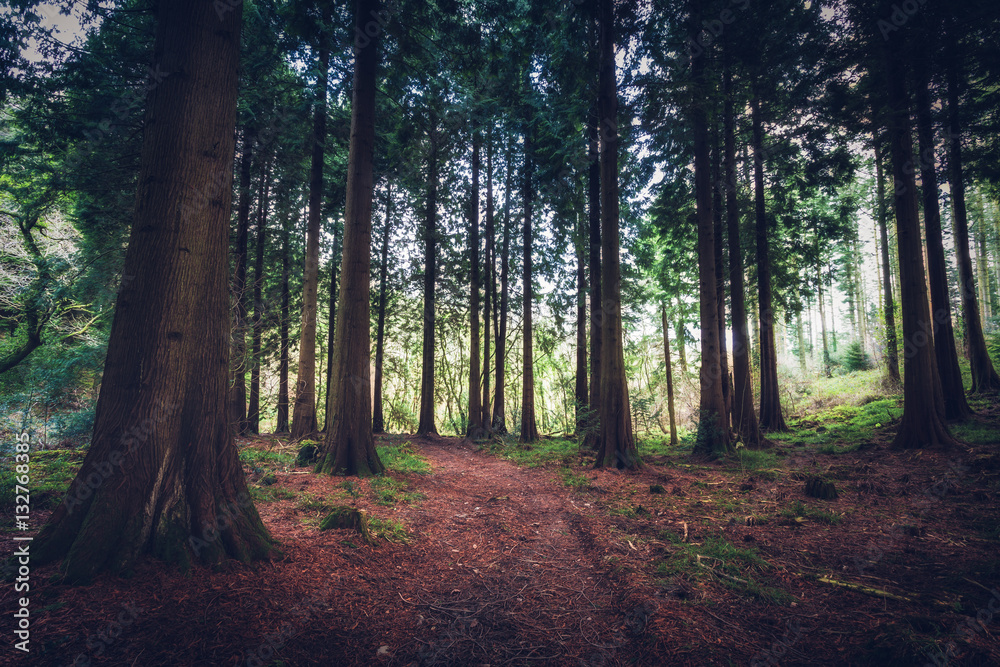 Naklejka premium Idless woods in cornwall england UK. Deep dark wood forest