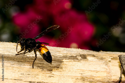 A large hornet strips bark from a tree branch. The background is dark with de-focused red flowers. Copy space to the right and top.