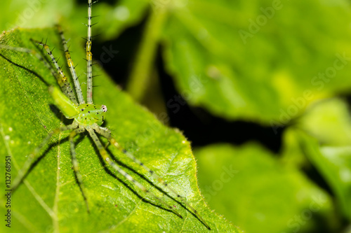 A green spider on a jungle leaf, it's legs spanning the leaf. The spiders tiny body and legs are almost translucent. Copy space to the right. © Tony