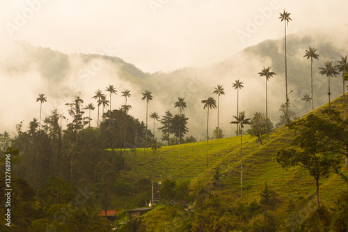 Tallest palm trees in the world in Cocora valley, close to Salento town in Colombia photo