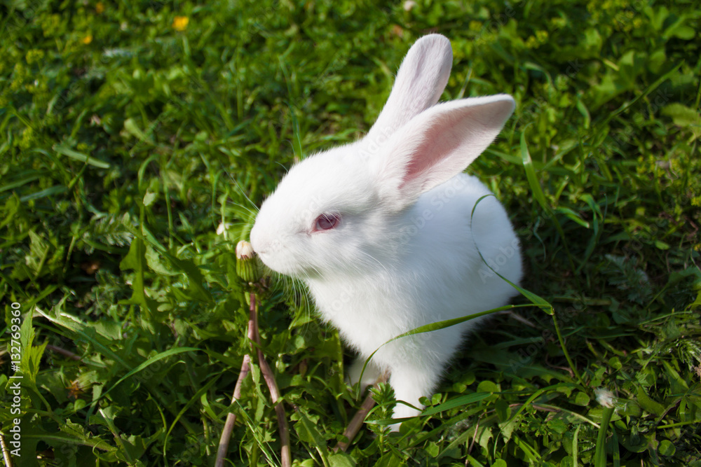 cute white bunny in the grass cute white bunny in the grass