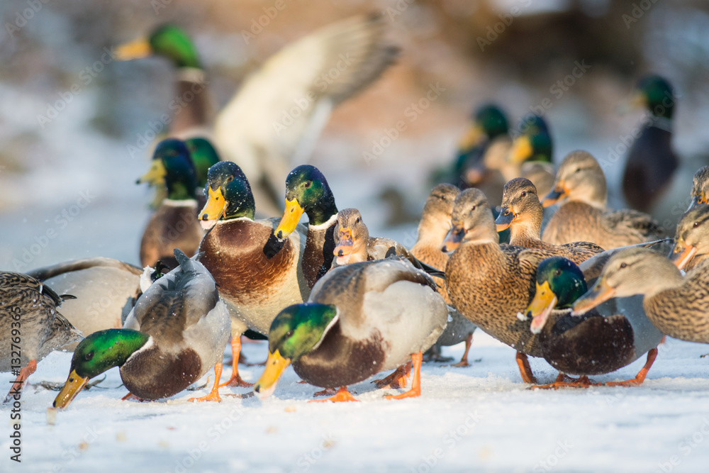 Mallard ducks being fed at a city park in winter Mallard ducks being fed at a city park in winter