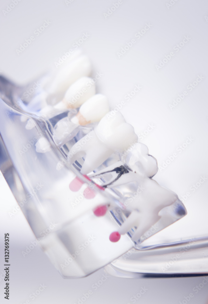 Dentists dental teeth model