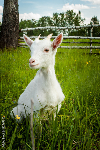 Goat in the grass