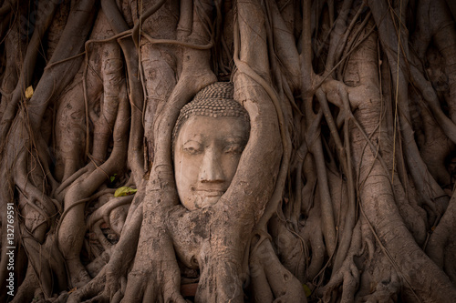 Thailand ayutthaya bhuddist face in a tree with roots statue