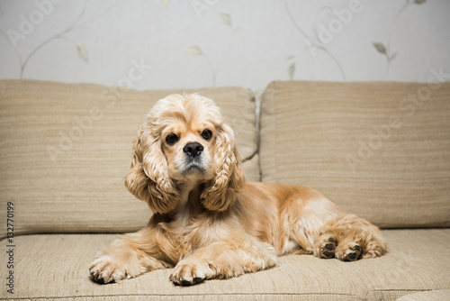 Young American cocker spaniel lying on a beige sofa. Interior living room.