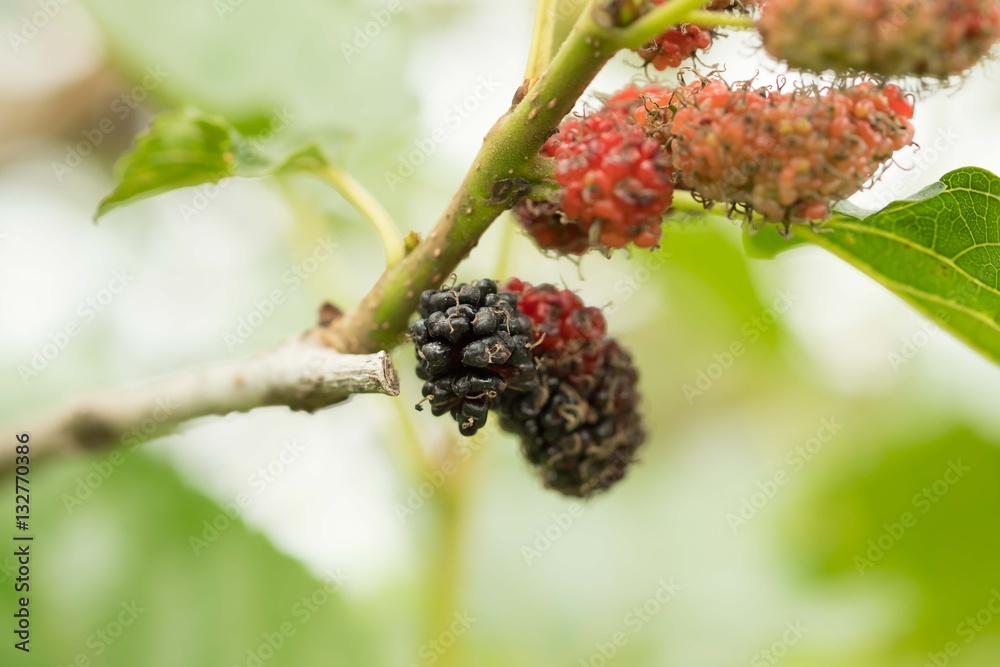 Mulberry fruit on tree, Berry in farm. Mulberry fruit on tree, Berry in farm.