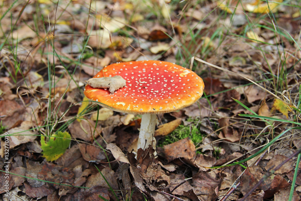 Red agaric mushroom growing in the grass. Red agaric mushroom growing in the grass.