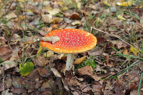 Red agaric mushroom growing in the grass.