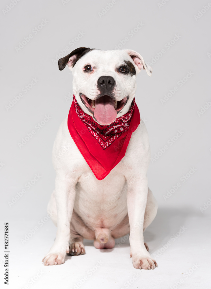 A black and white Staffordshire bull terrier dog,isolated on a white seamless wall in a photo studio.