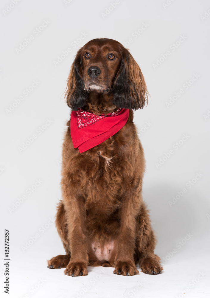 A spaniel dog, isolated on a white seamless wall in a photo studio.