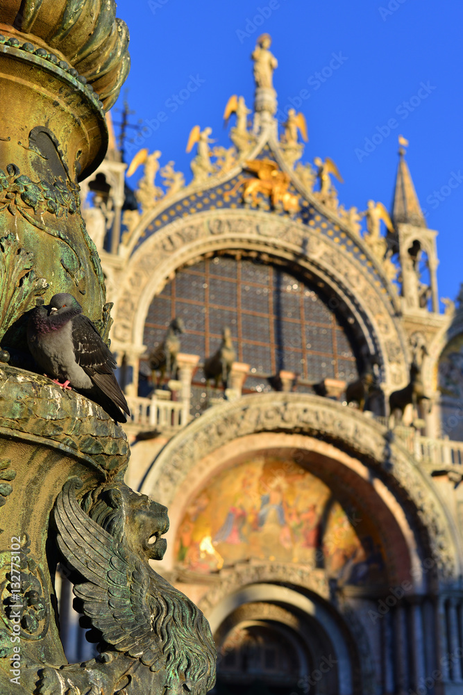 Pigeon in Venice with Saint Mark Basilica