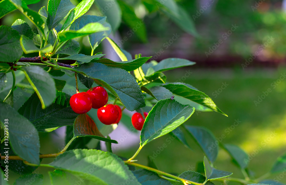 Red cherries hanging on the branch