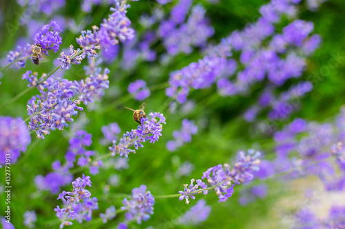 Lavender flowers and two bees