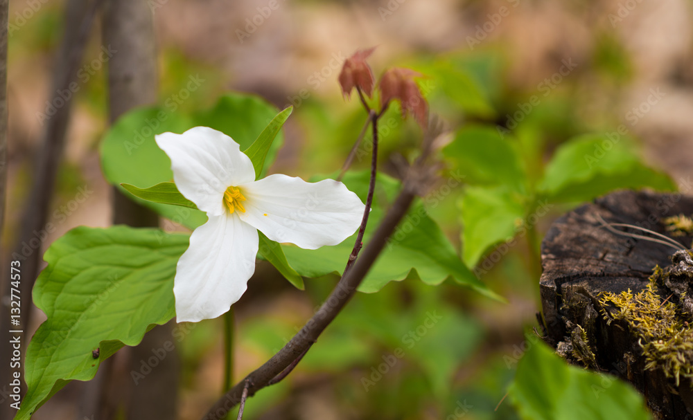 The Flower Of Ontario | Best Flower Site