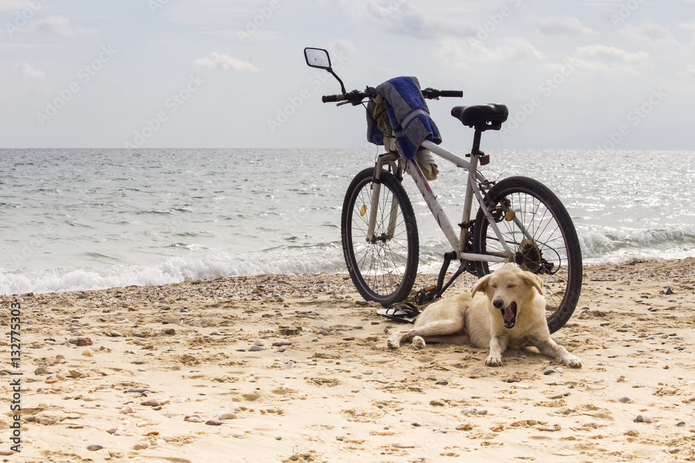 Yawning lonely dog laying on the beach near the bicycle, waiting