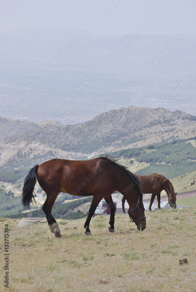 Horses in Sierra Nevada, the highest peaks of inland Spain.