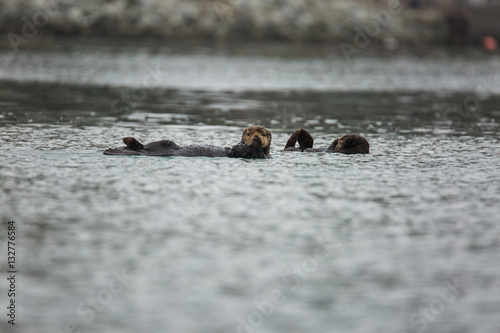Sea Otters playing in the water at the edge of the Elkhorn Slough in Moss Landing, California