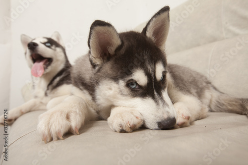 blue eyed beautiful husky puppies