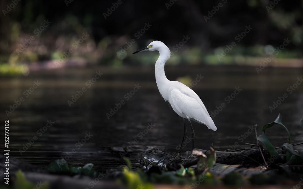White Egret